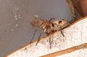 Oxyopes_rubicundus_D7863_Z_89_North Stradbroke island_Australie